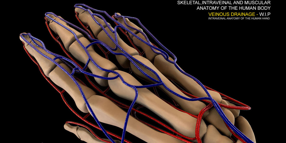 Scientific Illustration : Skeletal / Intraveinal Anatomy